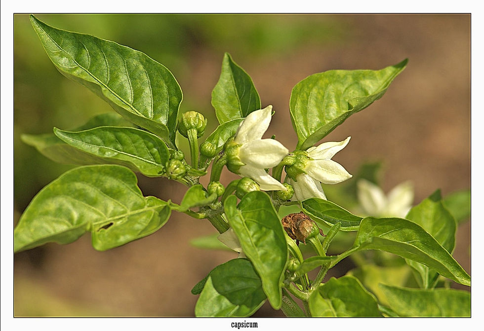 Miniatura: Thailändischer Chili - Sehr scharf