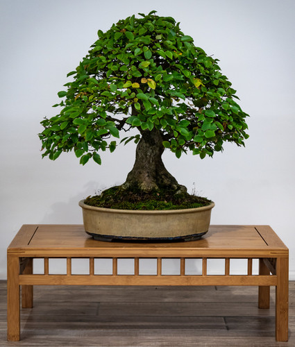 heiliger bambus nandina kaufen Nandina domestica - Herrenkamper Grten