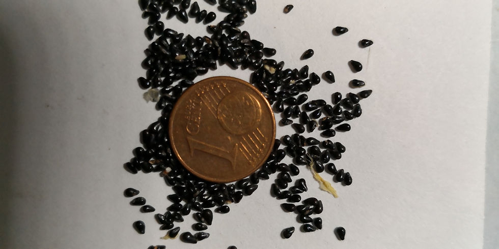 Miniatura: Drachenfrucht Mix / Gelb , Rot , Weiss - Sortenrein sortiert