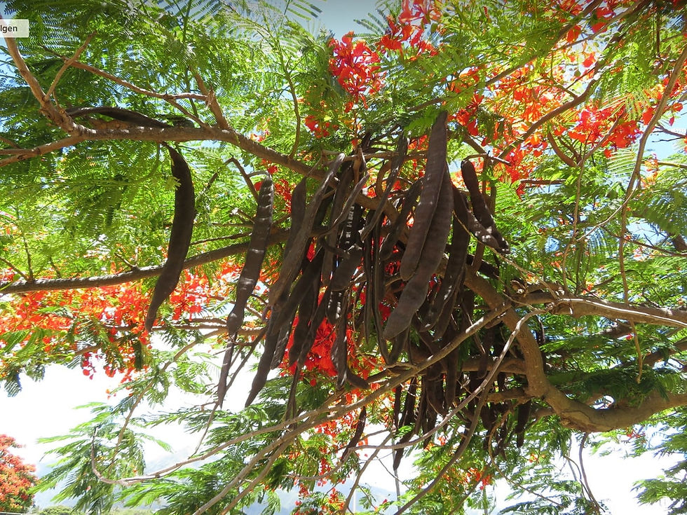 Miniaturbild: Flammenbaum - Delonix Regia