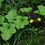 Thumbnail: Zuckermelone / Muskmelon - Cucumis Melo - Frische Samen