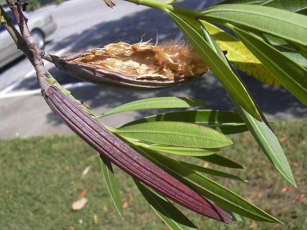 Miniatura: Oleander - Farb Mix - Nerium Oleander - Frische Samen