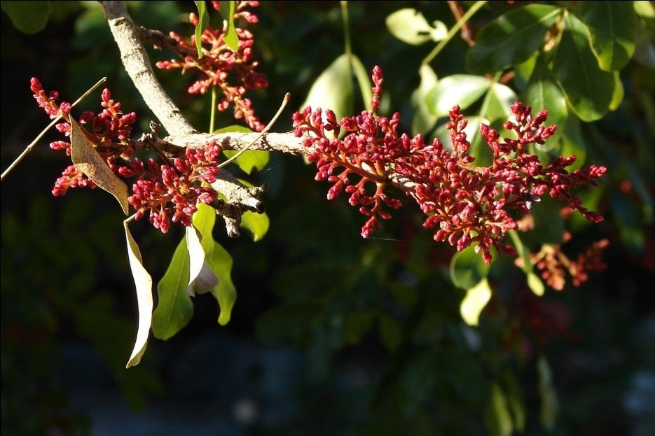 Miniatura: Árbol sudafricano fucsia / loro - Schotia brachypetala