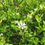 Thumbnail: Bitterorange, Dreiblattzitrone - Poncirus trifoliata - Frische Samen