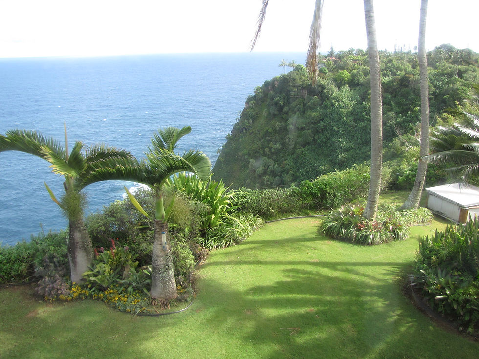 Thumbnail: Spindelpalme / Flaschenpalme - Hyophorbe Verschaffeltii - Frische Samen