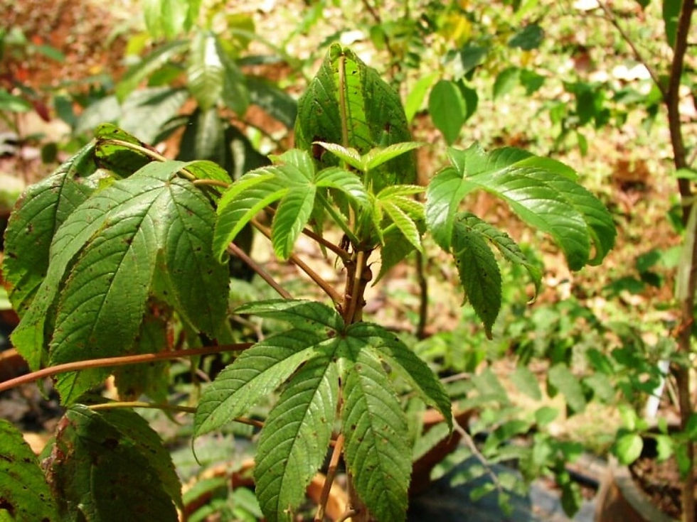 Miniature : Gelbe Baumwolle - Cochlospermum Religiosum - Frische Samen
