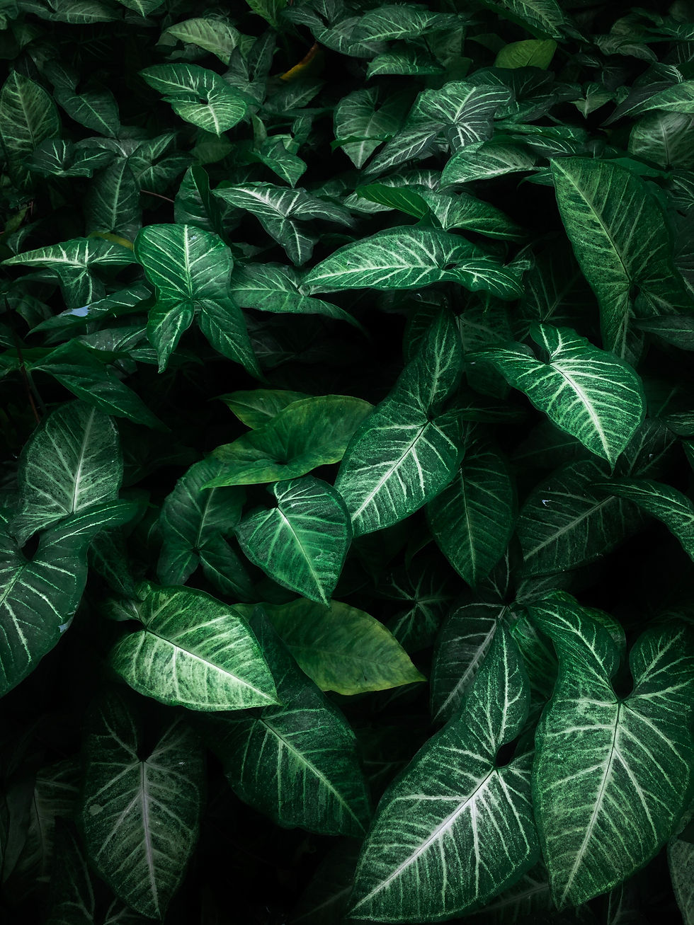 Tropical Impact