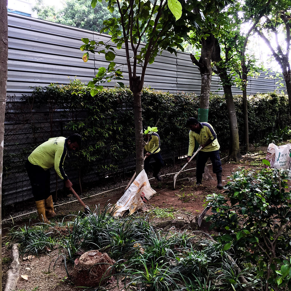 Site Clearing