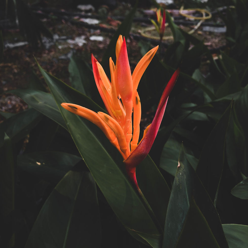 Tropical Flowers