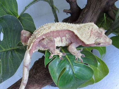 A #greenleafgeckos production.__She has felt and seen the mean 'penes of RugBurn for 2019.