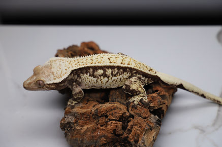 trixie (14).JPG