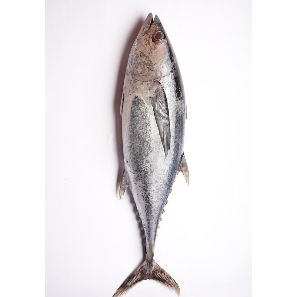 Tuna Small / Kuppa (1-2Kg) FRESH