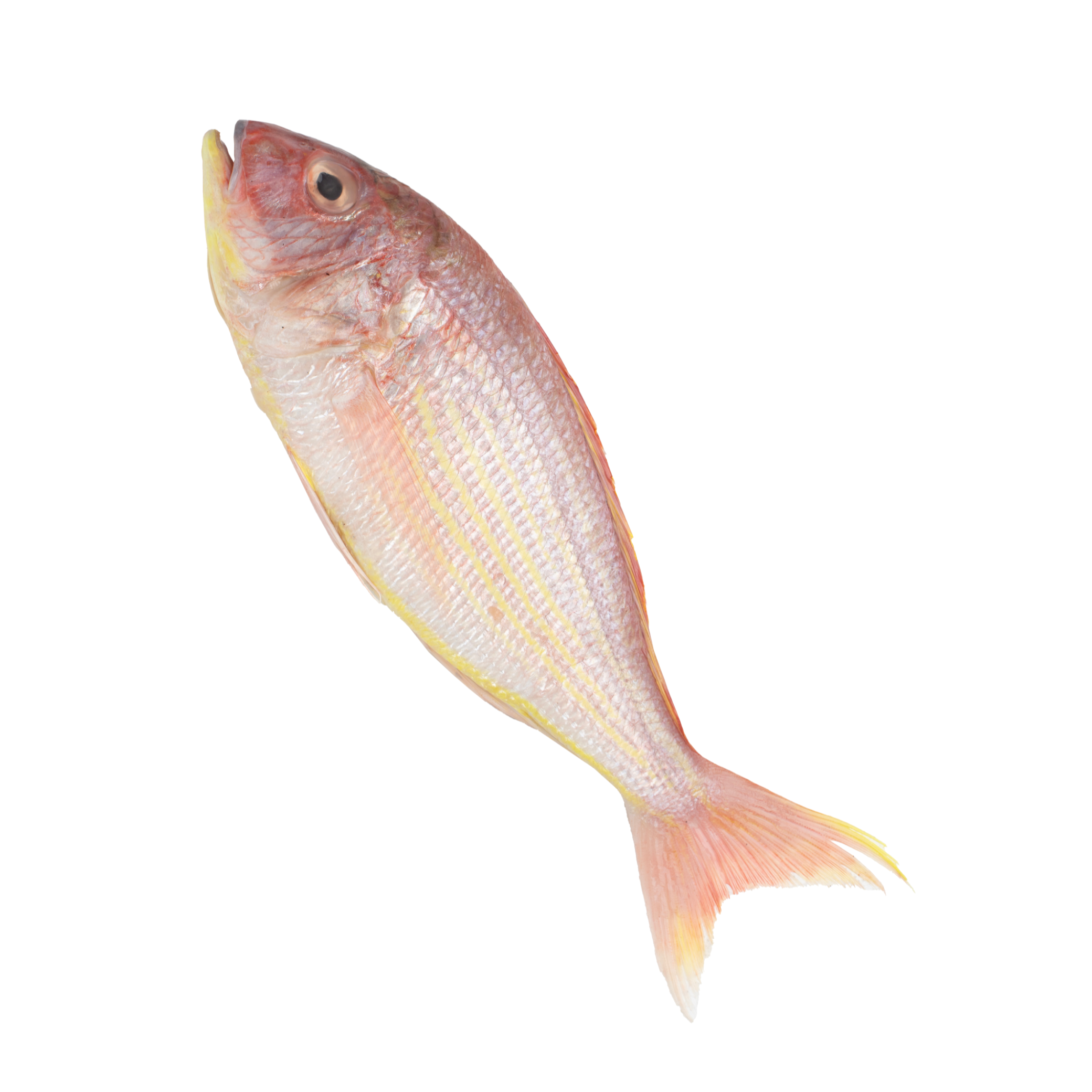 Pink Perch Fresh / Raani / Shankara 6/8 pc/kg