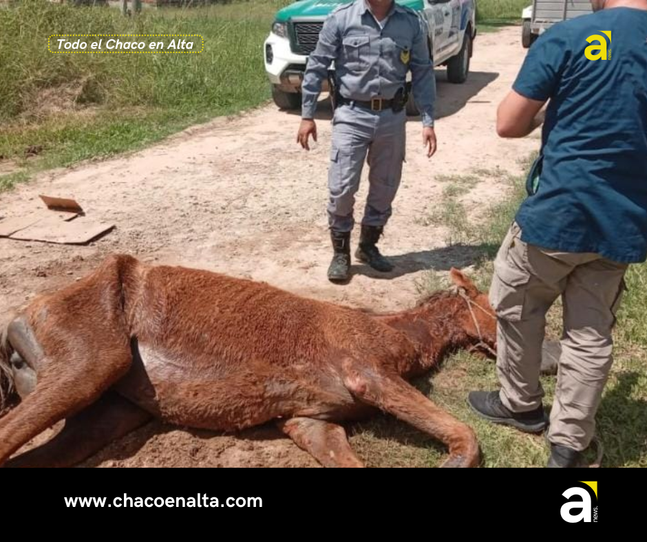 Imagen del animal maltratado.