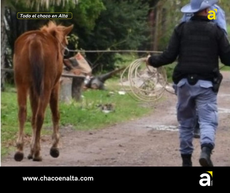 La Liguria: operativo para garantizar la seguridad vial terminó con tres caballos incautados