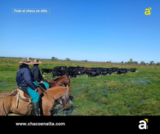Charadai : "fin de semana con secuestros", animales vacunos, vehículo y otros elementos de campo                                     