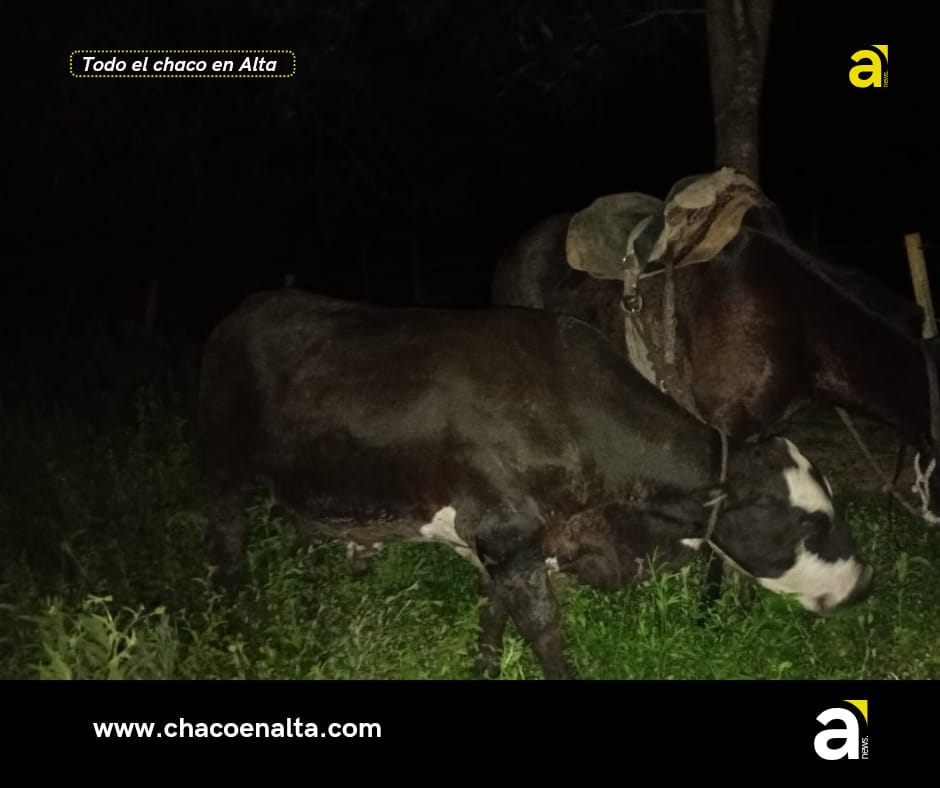 Persecución y hallazgos