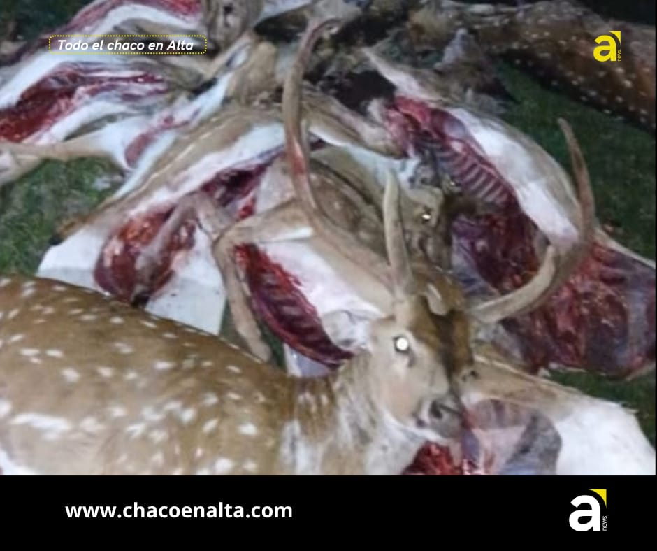 Viralizaron imágenes de una cacería de ciervos axis y aclararon qué dice la normativa en Corrientes y Chaco
