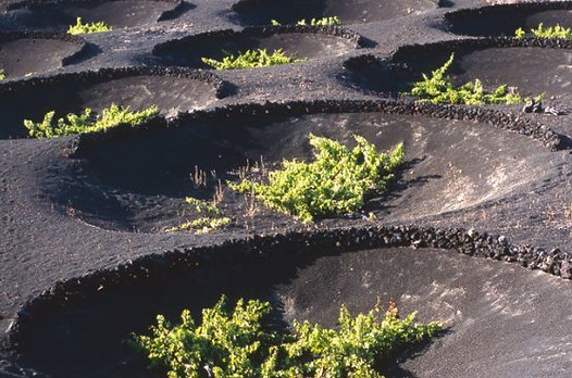 paisaje_protegido_la_geria-lanzarote_0.j
