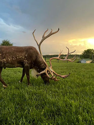 Reindeer with large antlers grazing in a grassy field at sunset