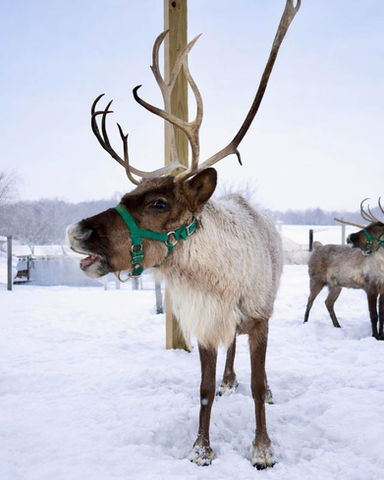 Reindeer in snow with green harness