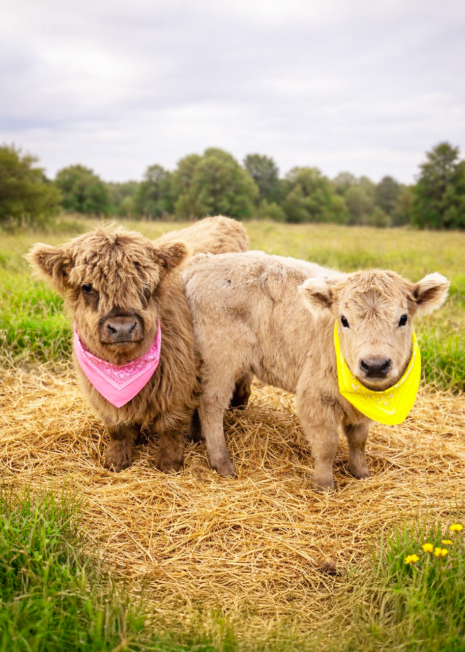 Two fluffy calves with pink and yellow bandanas in a field
