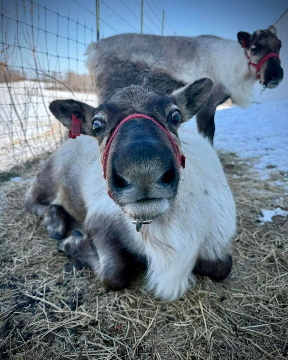 Reindeer with red harness lying on hay