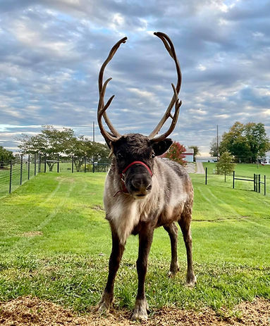 Reindeer with tall antlers and red harness in a green field