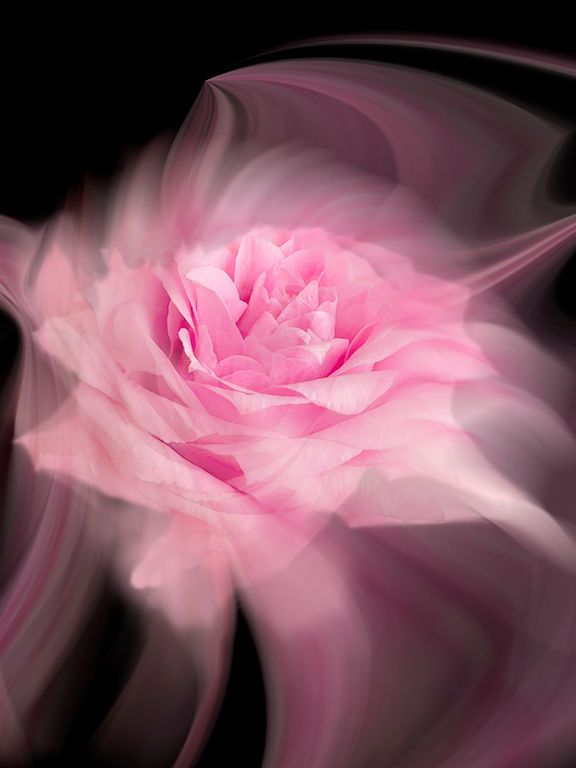 Dancing flower 13