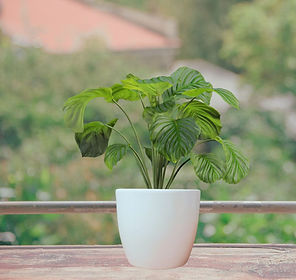 White Small Ceramic Planter Pot Kullad Shape White, 11x18x10 cm, 500g