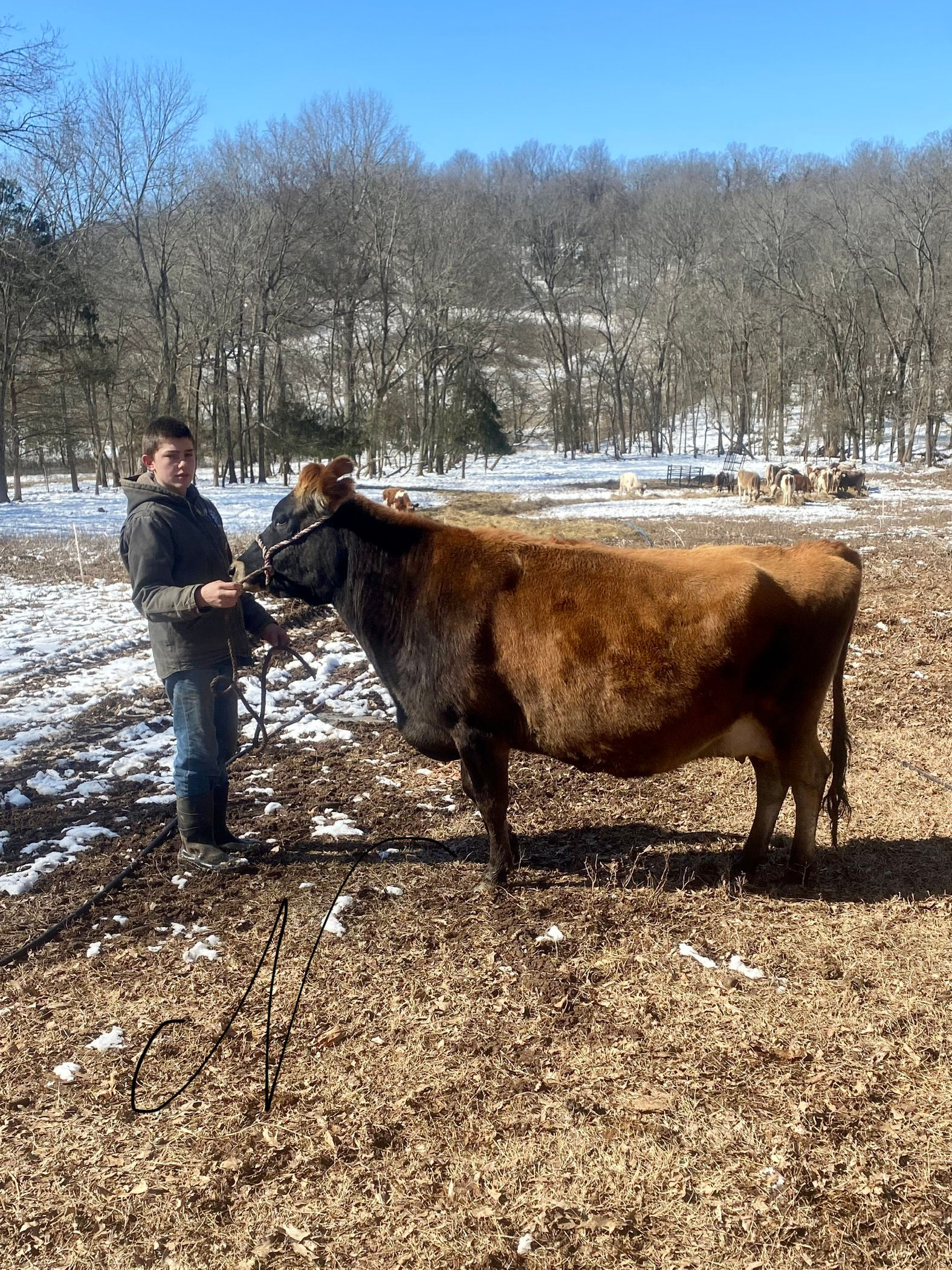 Sold —Registered Jersey cow , A1/A2