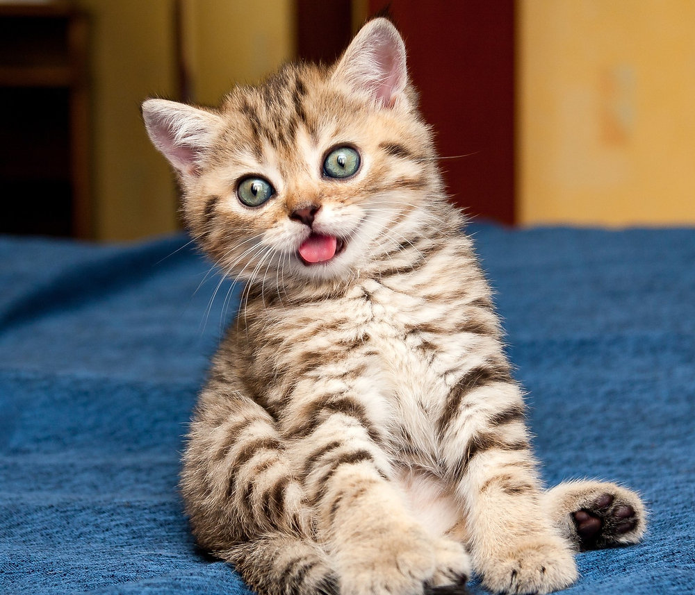 Understanding Your Cat's Quirky Behaviors