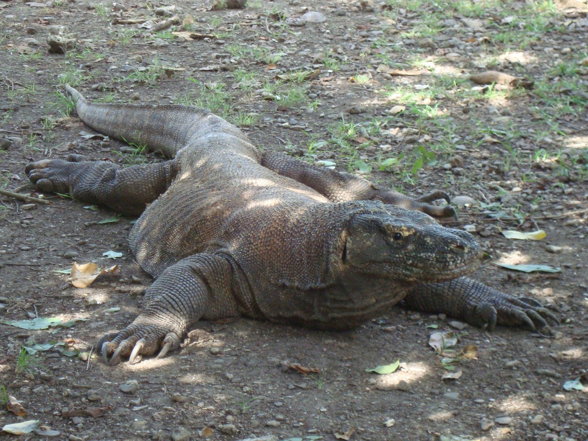 varan komodský pózuje fotografům