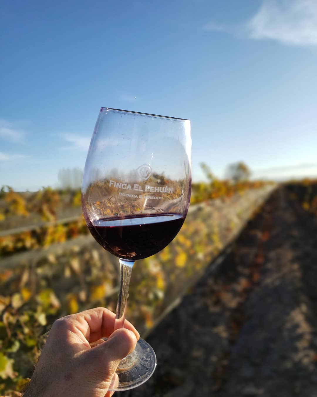 Viñedo Finca El Pehuén