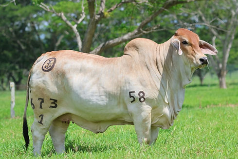 673-1.JPG