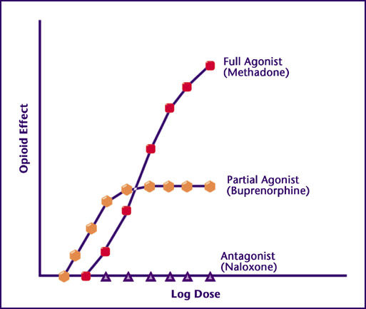 A graph displaying level of opioid effect (y-axis) versus logarithmic dosage (x-axis) for antagonists (naloxone), partial agonists (buprenorphine), and full agonists (methadone); the curves show that, whereas antagonists lock the receptors into a state where they provide no opioid effect, full agonists provide increasing opioid effect with increasing dosage indefinitely, and partial agonists provide increasing opioid effect with increases dosage up to a ceiling dose beyond which further increases in dose do not increase opioid effect.