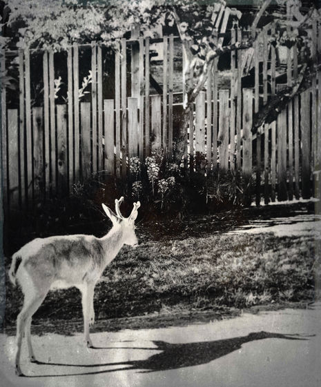 TinType-744516299.848096
