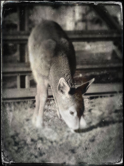 TinType-725395456.479848