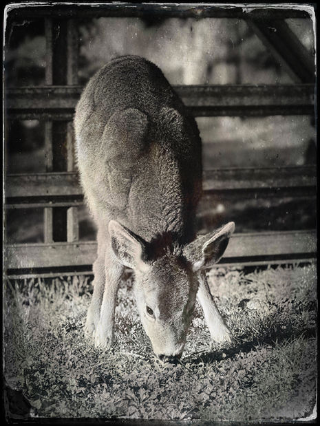 TinType-725395539.362117