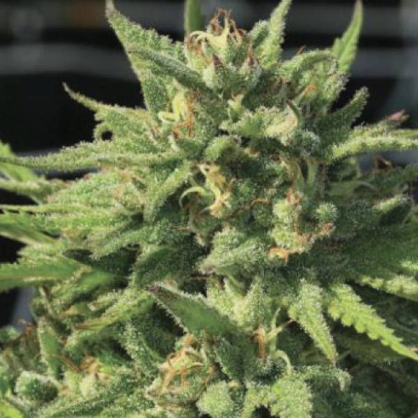 BIGFOOT GLUE
