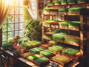 Microgreen il futuro della coltivazione domestica.