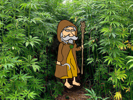 Basi per coltivazione della Cannabis OUTDOOR