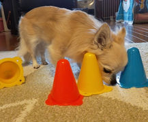 ペットケア付シッター(訪問)