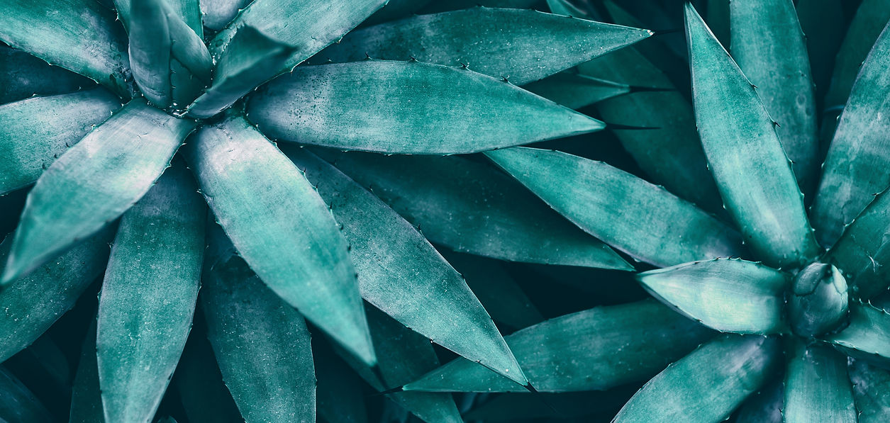 tropical leaves, blue toned.jpg