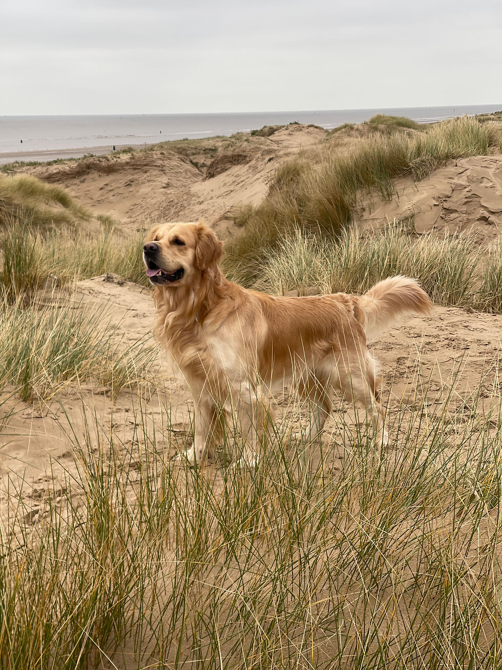 Bobby on Crosby Beach L23