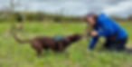 Search Dog Karoo playing tug with Carly Davis