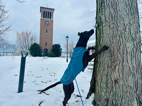 Belltower Karoo.jpeg