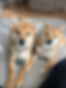 ハルリン.jpeg