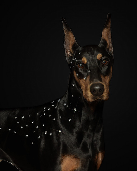 Artistic portrait of a Doberman with rhinestones