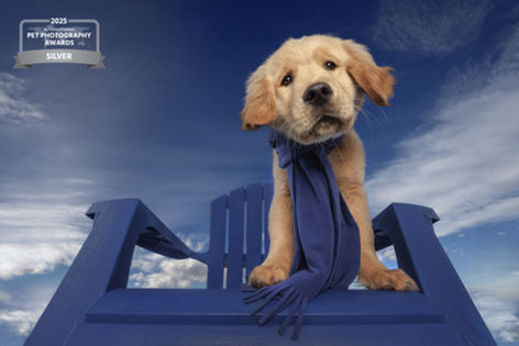 Golden retriever puppy with blue scarf on blue chair. 2020 Pet Photography Awards Silver.
